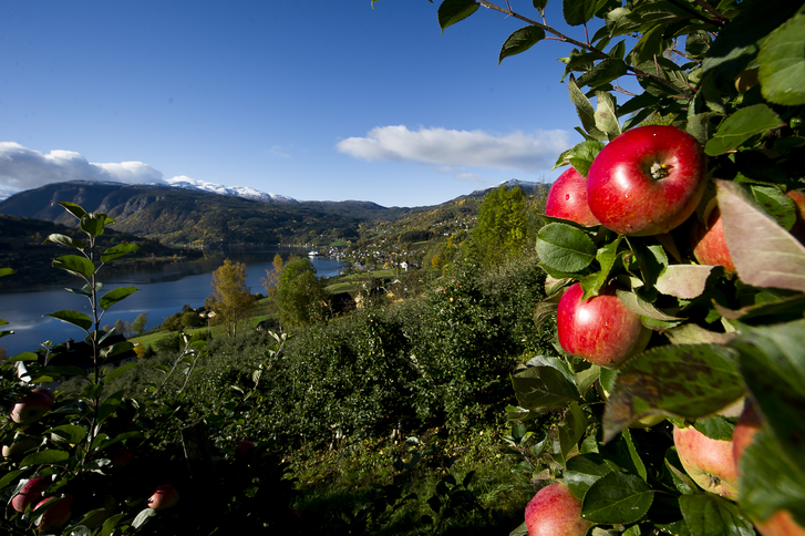 Red apples on a tree in front of orchards and the Hardangerfjord in Ulvik.