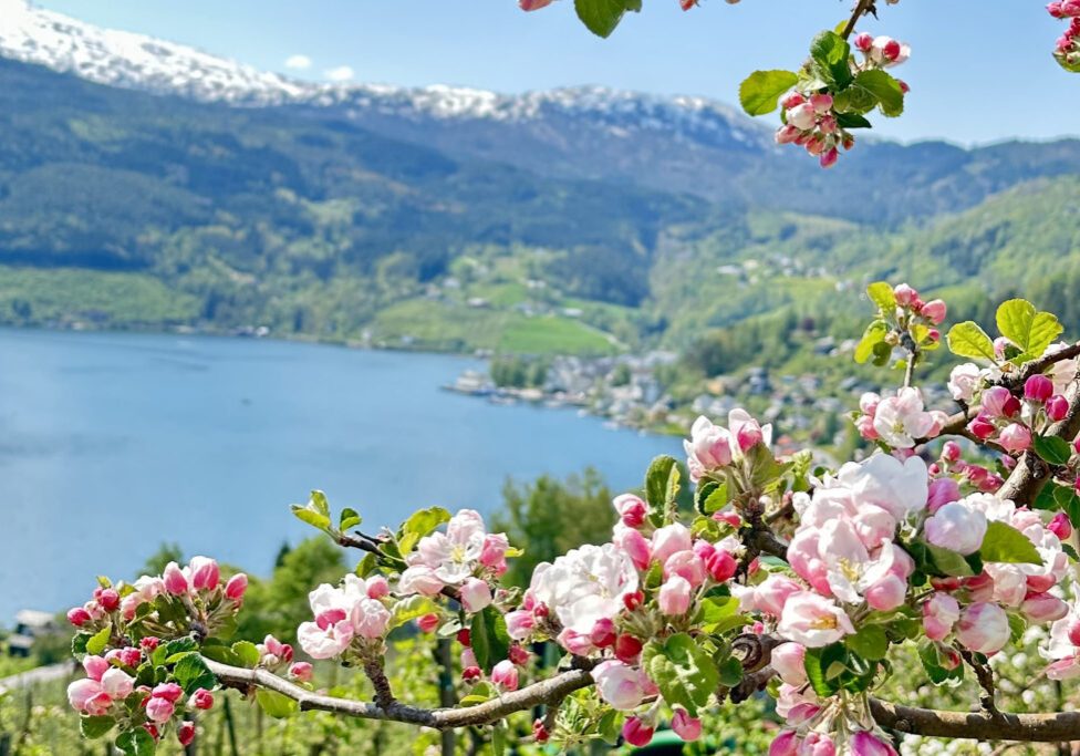 Landscape picture of a fjord with blooming apple tree branch in the foreground.